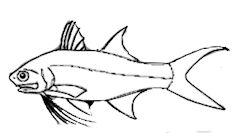 Familia Polynemidae_claves